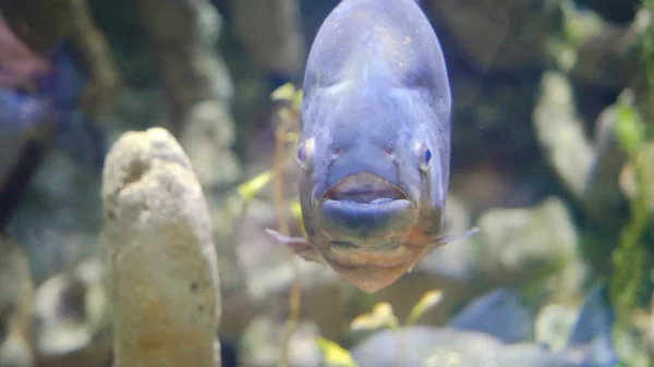 Színes trópusi hal látszó-on fényképezőgép-ban akvárium. Halat néztem a kamerát az akváriumban — Stock Fotó