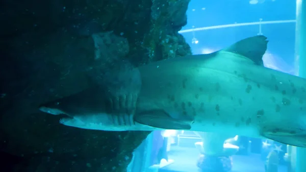 Tiburón bajo el agua en acuario natural. Tiburón en un acuario —  Fotos de Stock