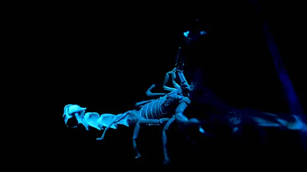 Білий і синій скорпіон на чорному тлі. Біолюмінесцентна скорпіон під ультрафіолетовим світлом у зоопарку. Скорпіон під ультрафіолетовим світлом . — стокове фото