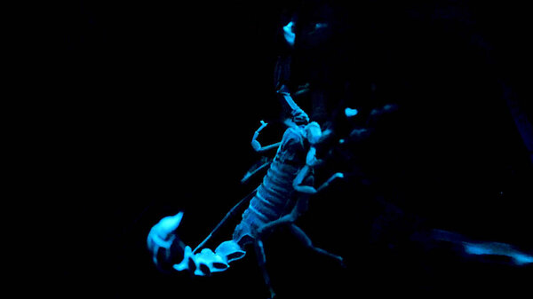 White and blue scorpio on black background. Bioluminescent scorpion under ultraviolet light at a zoo. Scorpion under ultraviolet light