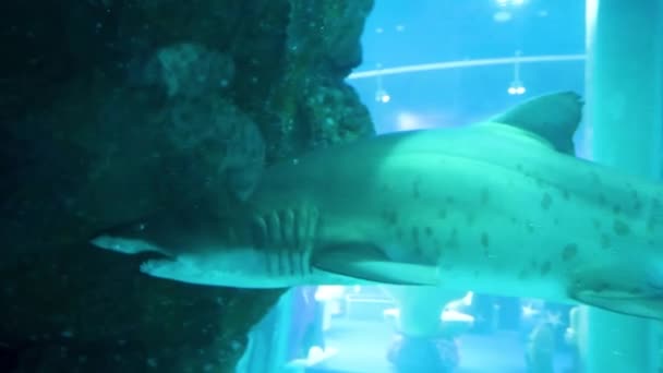 Tiburón bajo el agua en acuario natural. Tiburón en un acuario — Vídeos de Stock