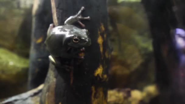 Amazing green frog on branch in terrarium. The green frog in terrarium in the resort Vinpearl — Stock Video