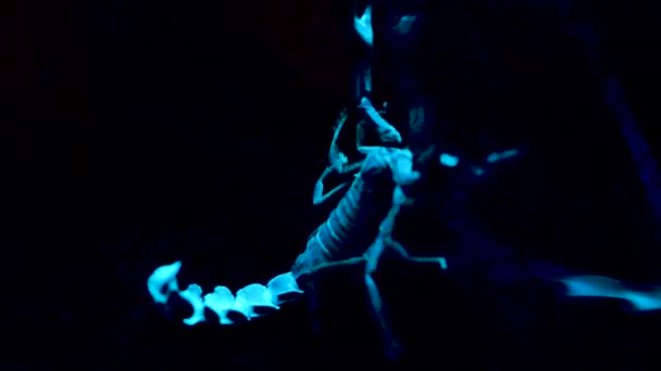 Weißer und blauer Skorpion auf schwarzem Hintergrund. Biolumineszierender Skorpion im UV-Licht eines Zoos. Skorpion unter ultraviolettem Licht. — Stockvideo