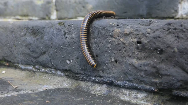 노래 기입니다. 노래 기 돌 바닥 배경 도보. Centipedes, 개미 몰려들어 큰 바이트에 의해 회색 돌에 — 스톡 사진