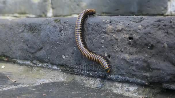 En millipede. Millipede promenad på stengolv bakgrund. Tusenfotingar, myror vimlade av en stor bit på grå sten — Stockvideo