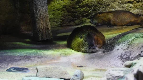 Big brown capybaras, biggest rodents, sleeping like a log or sleeping away to the world with open mouth in a zoo show tiredness, fatigue, weariness and exhaustion