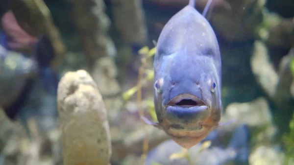 Renkli tropikal balık akvaryum kamera bakıyor. Akvaryum kamera bakıyor balık — Stok fotoğraf