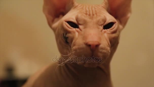 Closeup Retrato de Grumpy Sphynx Cat Vista frontal. Careca sem pêlos Esfinge assento de gato sentado e descansando. Big Cat de raça esfinge canadense em casa. Gato nu. Um gatinho sem lã. Temas animais — Vídeo de Stock