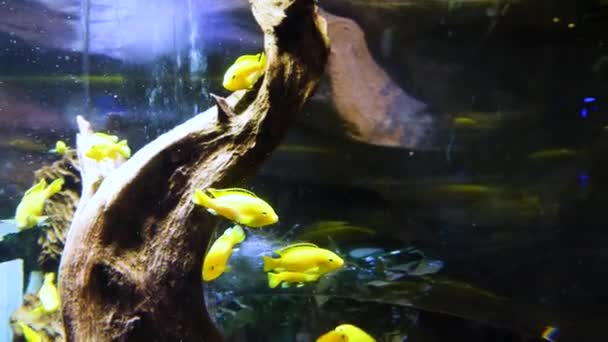 Lindos peces en un acuario. Pez dorado amarillo y rojo nadando en el acuario. Dos peces dorados nadando en el acuario . — Vídeos de Stock