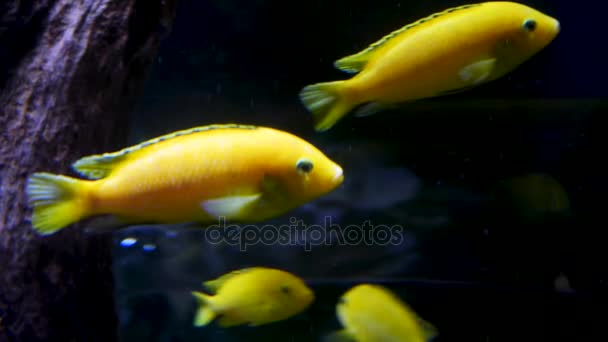 Lindos peces en un acuario. Pez dorado amarillo y rojo nadando en el acuario. Dos peces dorados nadando en el acuario . — Vídeo de stock