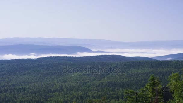 霧の森の風景です。松の木の森。山の風景の青空。日没時に山の色はブルー。美しい山々 の風景と青空 — ストック動画