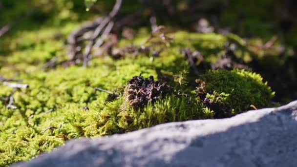 モスをクローズ アップ。石背景テクスチャと緑の草です。石をコケします。 — ストック動画