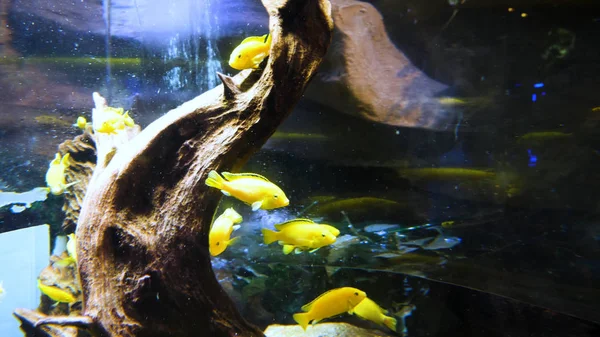 Niedliche Fische in einem Aquarium. Gelbe und rote Goldfische schwimmen im Aquarium. zwei Goldfische schwimmen im Aquarium. — Stockfoto