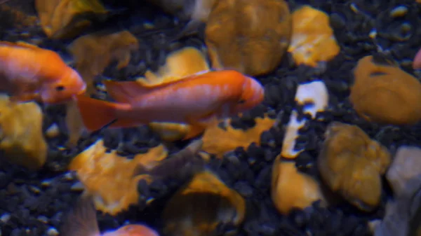 Roztomilý ryby v akváriu. Žlutá a červená rybka plavání v akváriu. Dvě rybičky v akváriu. — Stock fotografie