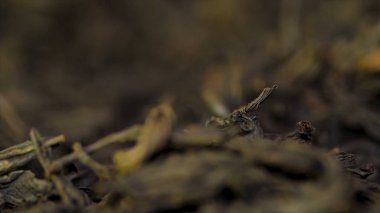 Kuru çay, kurutulmuş yaprakları. Arka plan siyah çay yaprakları. kuru yaprak yeşil çay beyaz bir arka plan üzerinde. Kuru çay kazık, yakın çekim