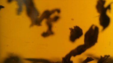 Makro çekim çay kaynamış su dökme cam bardakta bırakır. Siyah çay demleme. Makro çekim cam saydam çaydanlık bitkisel çay demleme işlemi