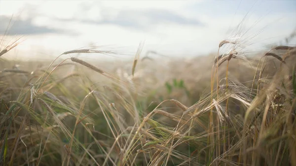 Stacheln aus Federgras vor dem Hintergrund anderer Stacheln aus Federgras. Video. landwirtschaftlicher Hintergrund mit reifen Roggen-Ähren in den goldenen Strahlen der tief stehenden Sonne — Stockfoto