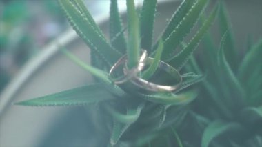 Beyaz ahşap zemin üzerinde aloe nişan yüzüğü kapatın. Küçük. Alyans aloe üzerinde