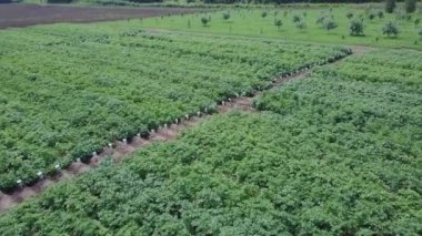 Tarım alanlarının havadan görünümü. Küçük. Üstten Görünüm yeşil alanlar ve bitki örtüsü. Alan fidan tarım Sektöründen