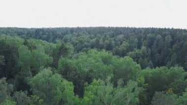 Çam ormanı üst kısımları üzerinde güzel manzara. Küçük. Havadan görünümü. Yukarıdan