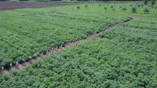 Aerial view of farmland. Clip. Top view of green fields and vegetation. Field of seedlings on the agricultural industry — Stock Video