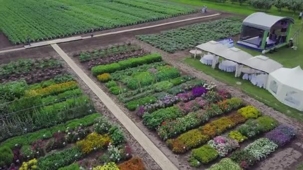 Antenne des Blumenfeldes. Clip. Blick von oben auf grüne Felder und Blumen. Agrarindustrieller Komplex, auf dem Blumen, Gemüse und Vegetation wachsen — Stockvideo
