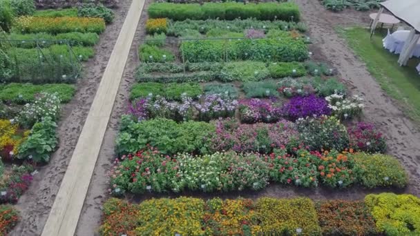 花畑のアンテナ。クリップ。花と緑のフィールドの平面図です。農業コンビナートに成長の花、野菜、植物 — ストック動画