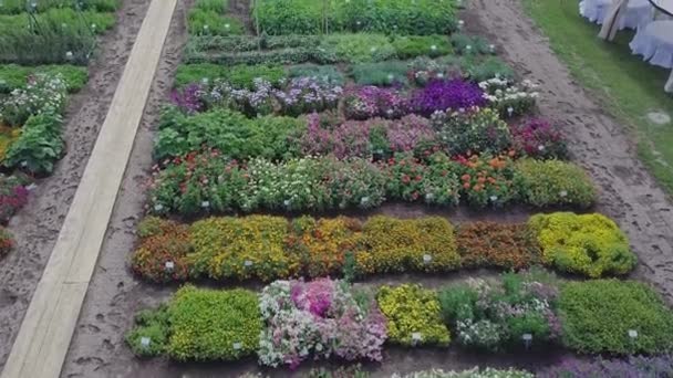 花卉领域的空中。剪辑.绿色田野和花朵的顶部视图。种植花卉、蔬菜和植物的农产工业联合体 — 图库视频影像
