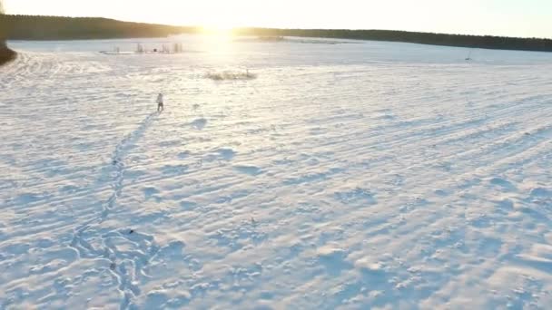 Зимове поле. Кадри. Самотня людина в полі взимку. Мальовничий зимовий ранок. Людина в полі — стокове відео