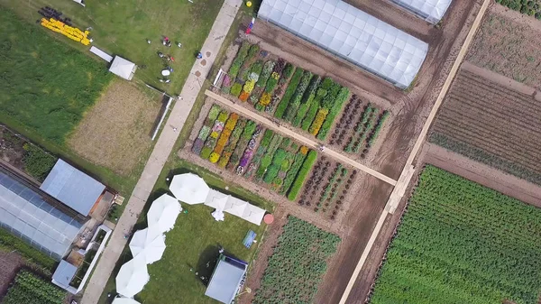 Agrarische luchtfoto van sla productie veld en broeikasgassen. Clip. Serres-veld. Vliegen over de kassen. Serres vanuit de lucht. — Stockfoto