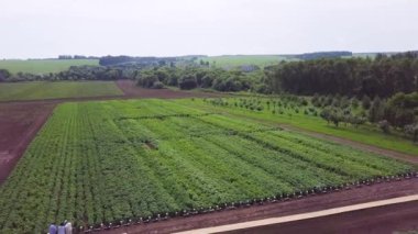 Marul üretim alanı ve sera hava tarım görünümünü. Küçük. Seralar alan. Seralar üzerinde uçan. Havadan seralar.
