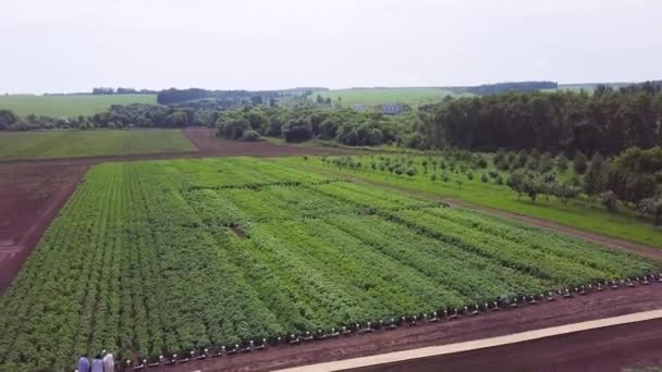 Aerial agricultural view of lettuce production field and greenhouse. Clip. Greenhouses field. Flying over the greenhouses. Greenhouses from the air. — Stock Video