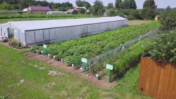 Luftaufnahme der Salatproduktion Feld und Gewächshaus. Clip. Gewächshäuser Feld. fliegen über die Gewächshäuser. Treibhäuser aus der Luft. — Stockvideo