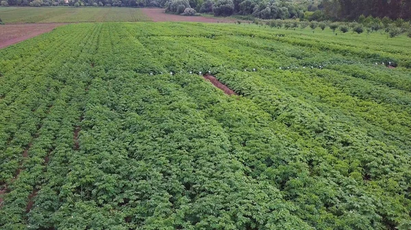 Aerial drone strzał zielony dom otoczony gruntów rolnych. Klip. Widok z lotu ptaka na wsi. Robotników rolnych, szykując się do uprawy warzyw, owoców i ziół. Roślinne pola i — Zdjęcie stockowe