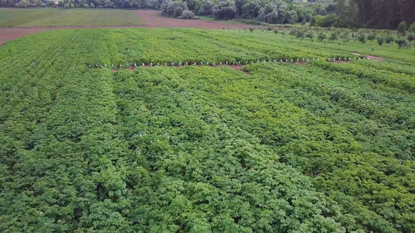 Aerial drone strzał zielony dom otoczony gruntów rolnych. Klip. Widok z lotu ptaka na wsi. Robotników rolnych, szykując się do uprawy warzyw, owoców i ziół. Roślinne pola i — Zdjęcie stockowe
