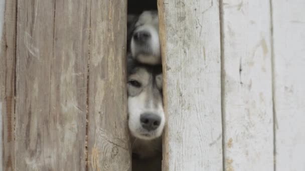 木製フェンスを探している 2 匹の犬。ビデオ。2 つの狩猟犬が村の塀に立っています。檻の中の 2 つの犬子犬 — ストック動画