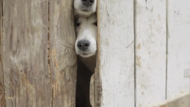 Dois cães a olhar através de uma cerca de madeira. Vídeo. Dois cães de caça na vedação da aldeia. Dois cachorros de cachorro na gaiola — Vídeo de Stock