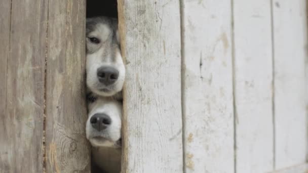Vieux Chiens Regardant à Travers Une Clôture Vidéo Triste Chien Beige Et Blanc Regardant à Travers Le Trou Dans La Clôture De Bois Noir Et Blanc Mignons Chiens Regardant à Travers La Porte Fermée