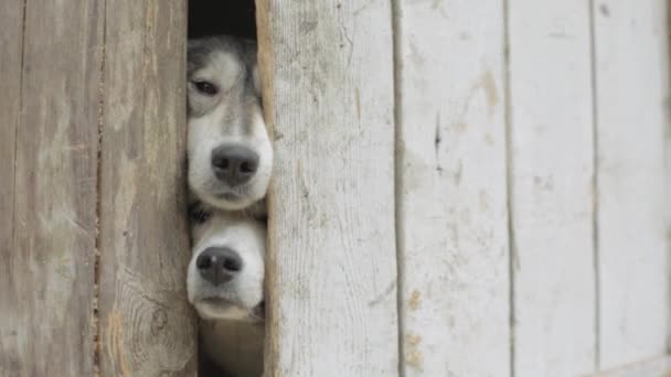 Oude honden Looking door een hek. Video. Triest tan en witte hond kijken door gat in hout hek. Leuke honden zwart-wit op zoek door gesloten poort — Stockvideo