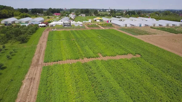 Luchtfoto van landbouwgrond. Clip. Bovenaanzicht van groene velden en vegetatie. Gebied van zaailingen op de agrarische industrie — Stockfoto