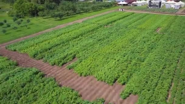 農地の空撮。クリップ。緑の野原と植生の平面図です。農業産業に苗のフィールド — ストック動画