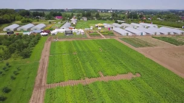 Luchtfoto van landbouwgrond. Clip. Bovenaanzicht van groene velden en vegetatie. Gebied van zaailingen op de agrarische industrie — Stockvideo