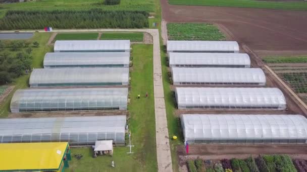 Vista aérea agrícola del campo de producción de lechuga y invernadero. Clip. Vista superior del invernadero — Vídeos de Stock