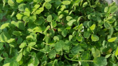 Güzel yakın çekim taze yeşil agave bitkisinin kadar. Keskin yeşil yaprakları ile bitki