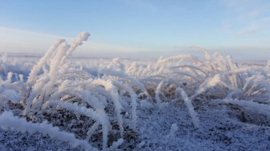 Çim, kışın buz üzerinde bulutlu ve donmuş soyut doğal güzellik, sabah donmuş karla kaplı çim su. Donmuş çim kış aylarında karla kaplı