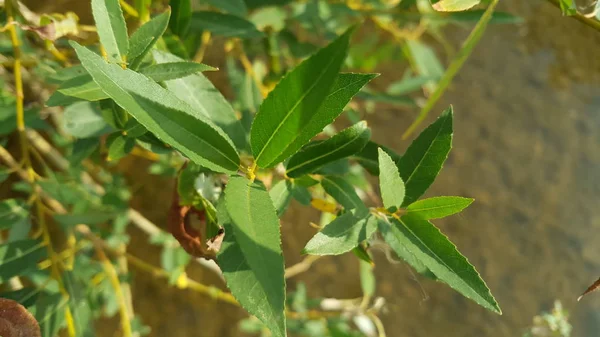 Belo close-up tiro de uma planta agave verde fresco. Planta com folhas verdes afiadas — Fotografia de Stock