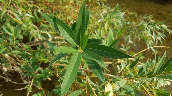 新鮮な緑のリュウゼツランのショット間近で美しい。鋭い緑の葉を持つ植物します。 — ストック写真