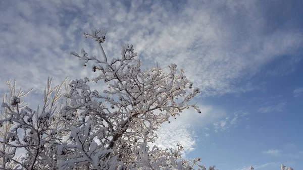 Sníh na větve stromů. Zimní pohled na stromy pokryté sněhem. Závažnost větví pod sněhem. Sněžení v přírodě. Zmrzlé větve pokryté sněhem v zimě modré obloze na pozadí — Stock fotografie