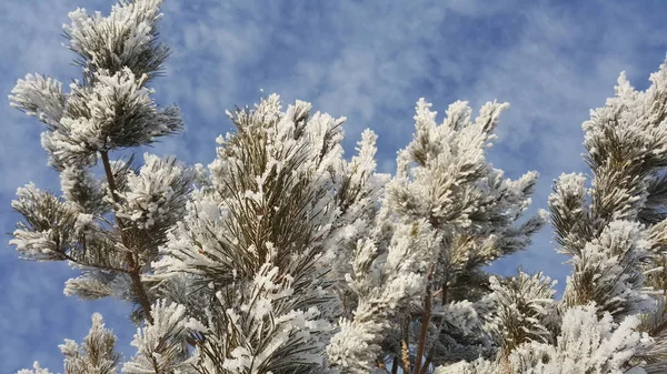 Modré pozadí rozostřené zdobeny borové větve pokryté krystaly jinovatka. Zmrazené jedle jehly pokryté sněhem v zimě — Stock fotografie
