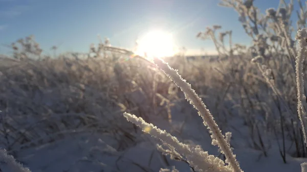 Impianto paesaggistico invernale coperto di neve sullo sfondo del tramonto. Crescite congelate sullo sfondo di un campo innevato e un cielo blu e sole. Canne secche nell'aria — Foto Stock